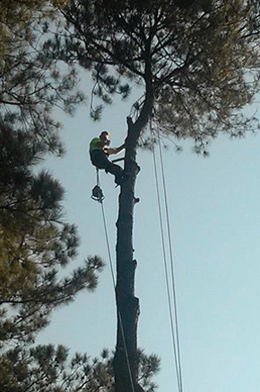 tree removal and clean up Birmingham, AL