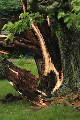large weakened tree damaged from disease and rot