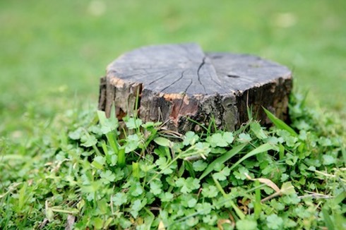 tree stump in grass